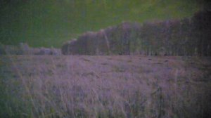 охота на лису. ночная охота из засидки.