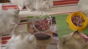 Котята кушают куриные сердечки и желудки  Натуральное питание кошек