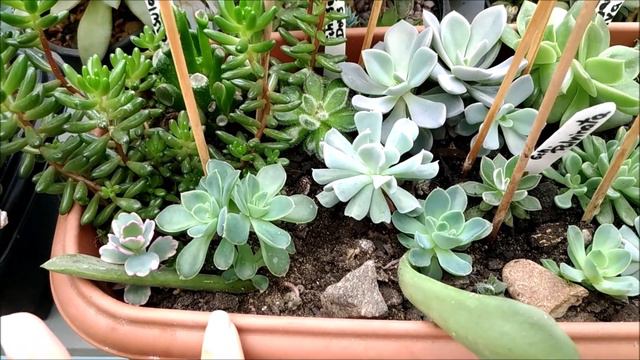 Atualização da jardineira com Green light, Ech setosa, Agavoides, Debbie, Pulvinata / Simone felic. смотреть онлайн