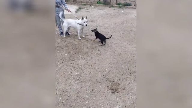 Немецкая овчарка 2 месяца. Макс смотреть онлайн