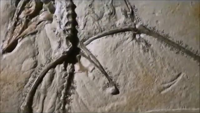 Archaeopteryx had a more primitive wings than previously thought Археоптерикс имел более примитивны смотреть онлайн