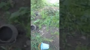 Я нашел нору змеи