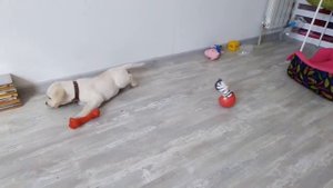 Агрессия Лабрадора Шелдона. Лабрадор, первый месяц дома. Игры