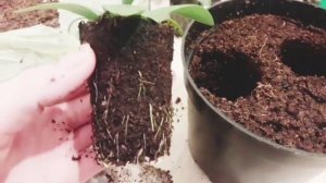 Эустома- мини.Комнатная?Пересадка на постоянное место.