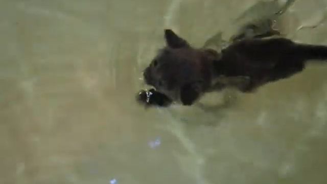 Месячный котенок демонстрирует навыки гребли смотреть онлайн