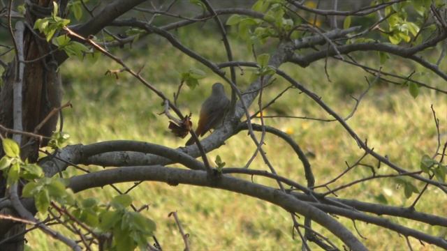 Горихвістка звичайна смотреть онлайн