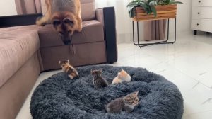German Shepherd Shocked by Tiny Kittens occupying dog bed!