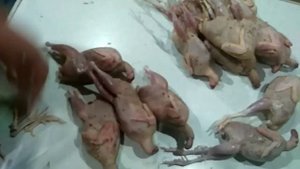 Ощип и разделка перепелов. Пособие для новичков.