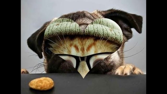 Очень смешно:Животные так похожи на людей!Very funny : Animals are so similar to humans!