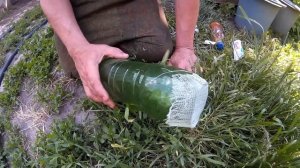 Борьба с Медведкой.Ловушка для Медведки.