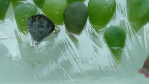 Суккуленты из листиков. Как вырастить?! #суккуленты #succulents #эхеверия