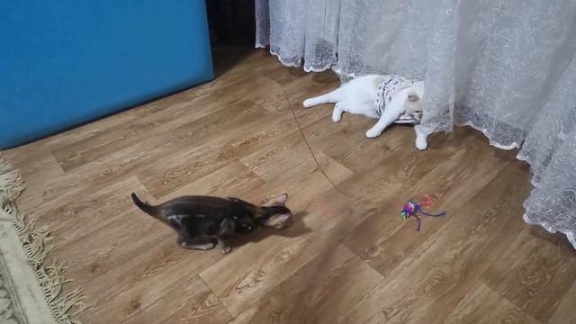 Мраморный Бенгальский котёнок