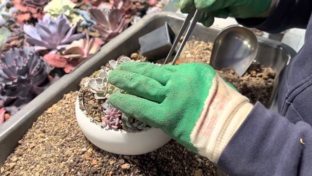 САЖАЮ САДИКИ ИЗ СУККУЛЕНТОВ смотреть онлайн