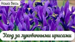Уход за луковичными ирисами.
