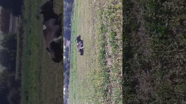 Нужно ли давать отруби корове? смотреть онлайн