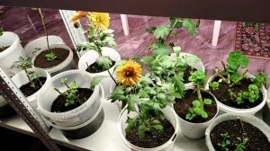 25 октября 2022г. ПРИКУПИЛА ВИШНЕВУЮ ГЕРАНЬКУ ПОЧТОЙ