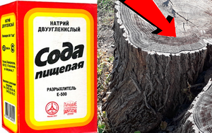 Как избавиться от пней и корней деревьев на участке За 3 Секунды!!!