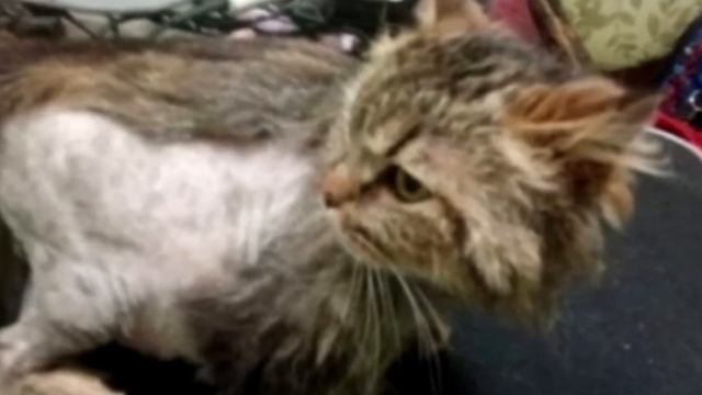 Девочка вытащила странного кота из мусора, и через 2 дня ее ждал сюрприз! смотреть онлайн