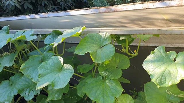 Почему желтеют огурцы смотреть онлайн