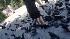 Кормление голубей в Братском саду г. Астрахани. 26.06.2023 г.