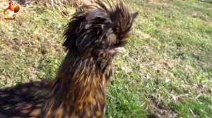 Польские петухи в шапках, шляпах или париках ❓??