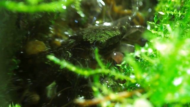 Краб Geosesarma sp. Red Devil (красный дьявол) смотреть онлайн