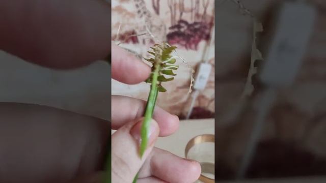 Циперус - особенности посадки. смотреть онлайн