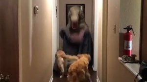 Собаки и трюк с Динозавром