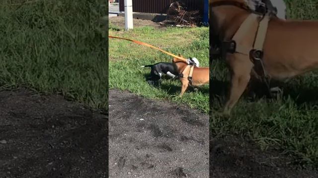 Когда давно не видели друг друга #барнаул #тайсон #animals #тайсон22 смотреть онлайн