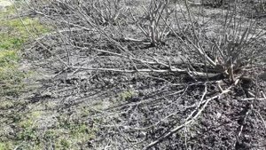 Схема посадки инжира. Расстояние между кустами инжира. Укрытие инжира. Работа в Чехии)))