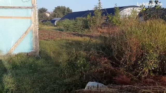 Строительство теплицы. Часть 1. (Готовим место под теплицу) смотреть онлайн