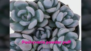 Succulents Pachyverias