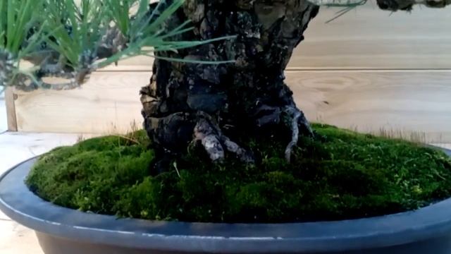 Выставка японских бонсай в Аптекарском огороде смотреть онлайн