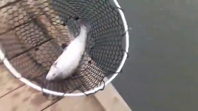 Крупная форель Парус юг смотреть онлайн