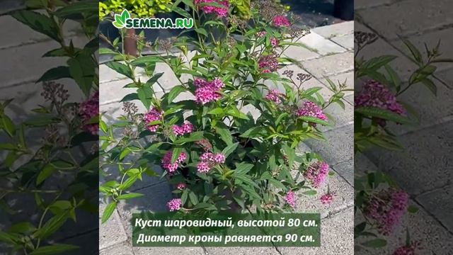 Спирея Неон Флеш смотреть онлайн