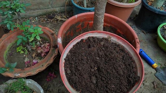 Ready bougainvillea for more blooming flowers | March work | 22 days result смотреть онлайн