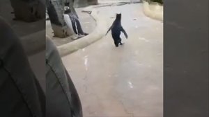 Сегодня будет туса, сегодня я напьюся. прикольный пингвин.