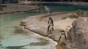 А мы пингвинчики, а нам не холодно, а мы на севере живём!