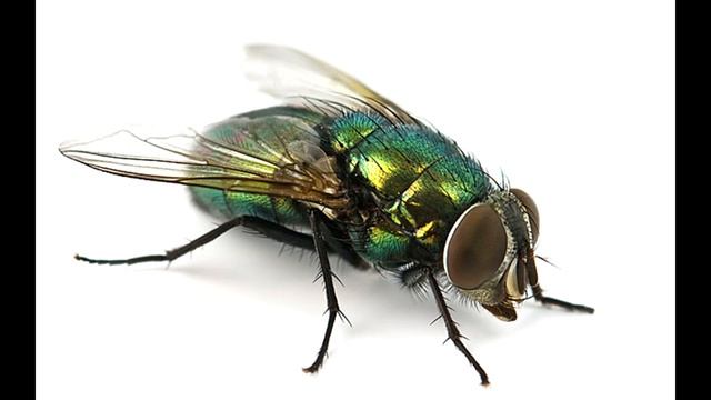 Муха (3D звук) смотреть онлайн