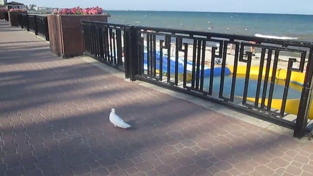 Крым Феодосия белый голубь гуляет по набережной Feodosia the white pigeon walks along the embankmen смотреть онлайн