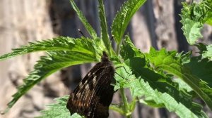 БАБОЧКА КРАПИВНИЦА ОТКЛАДЫВАЕТ ЯЙЦА! AGLAIS URTICAE