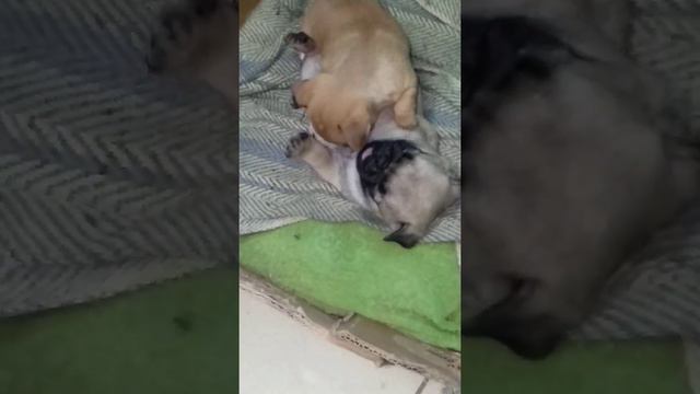 мопсик с чихом#мопс #чихуахуа#мальчишки #озорные смотреть онлайн