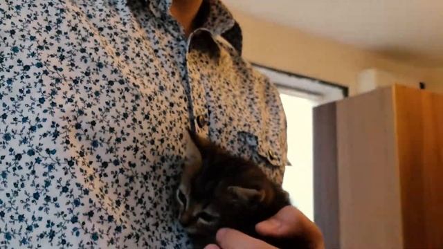 Как приучить котёнка к рукам смотреть онлайн