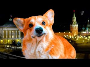 НОВОГОДНЕЕ ОБРАЩЕНИЕ КОРОЛЯ КОРГА ТРЕТЬЕГО!! (Корги Коржик) Говорящая собака