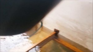 Получение потомства сома обыкновенного. Инкубация икры и подращивание