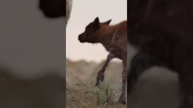 🌿 Ямал. Путешествие в тундру