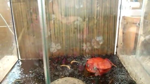 Dyscophus antongilii лягушка помидор смотреть онлайн