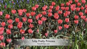 Tulip Pretty Princess | Time4Tulips.com