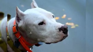 ДОБАРМАН против АРГЕНТИНСКОГО ДОГА ! КТО СИЛЬНЕЕ ?