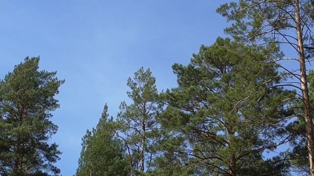 Оздоровление черепно-мозговых нервов Для мужчин Настрои академика Сытина Г.Н.